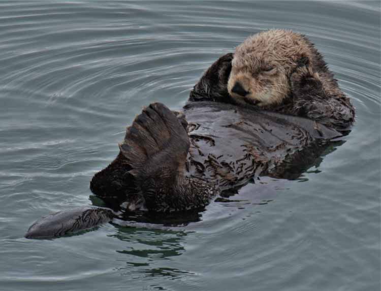 sea otter